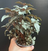 Magazoo Plante Pilea Pubescens 'Silver Cloud' 10cm