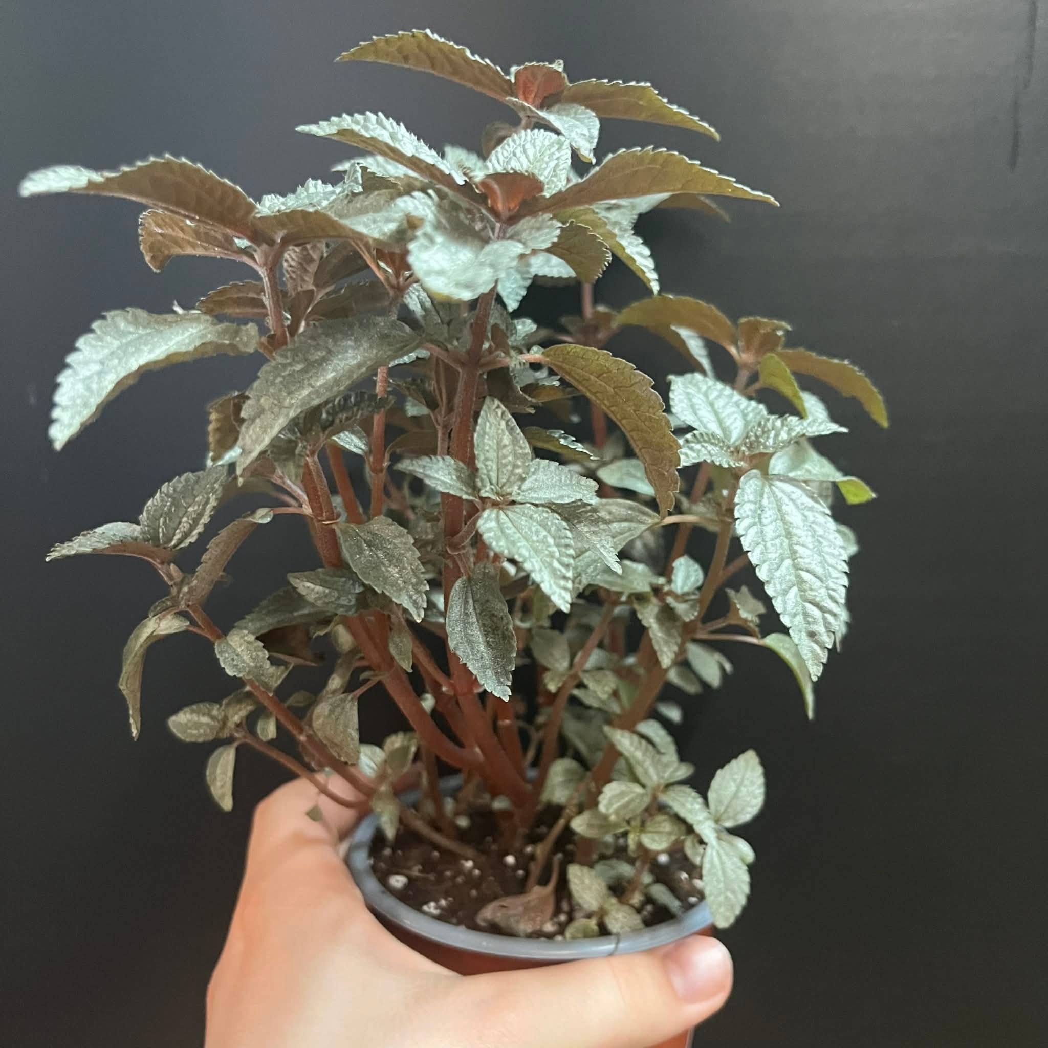 Magazoo Pilea Pubescens 'Silver Cloud' Plant 10cm