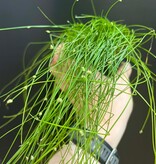Magazoo Plante Isolepis Cernua 'Fiber Optic Grass' 10cm