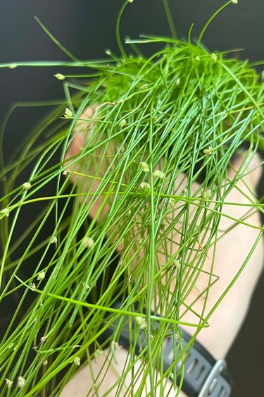 Magazoo Plante Isolepis Cernua 'Fiber Optic Grass' 10cm