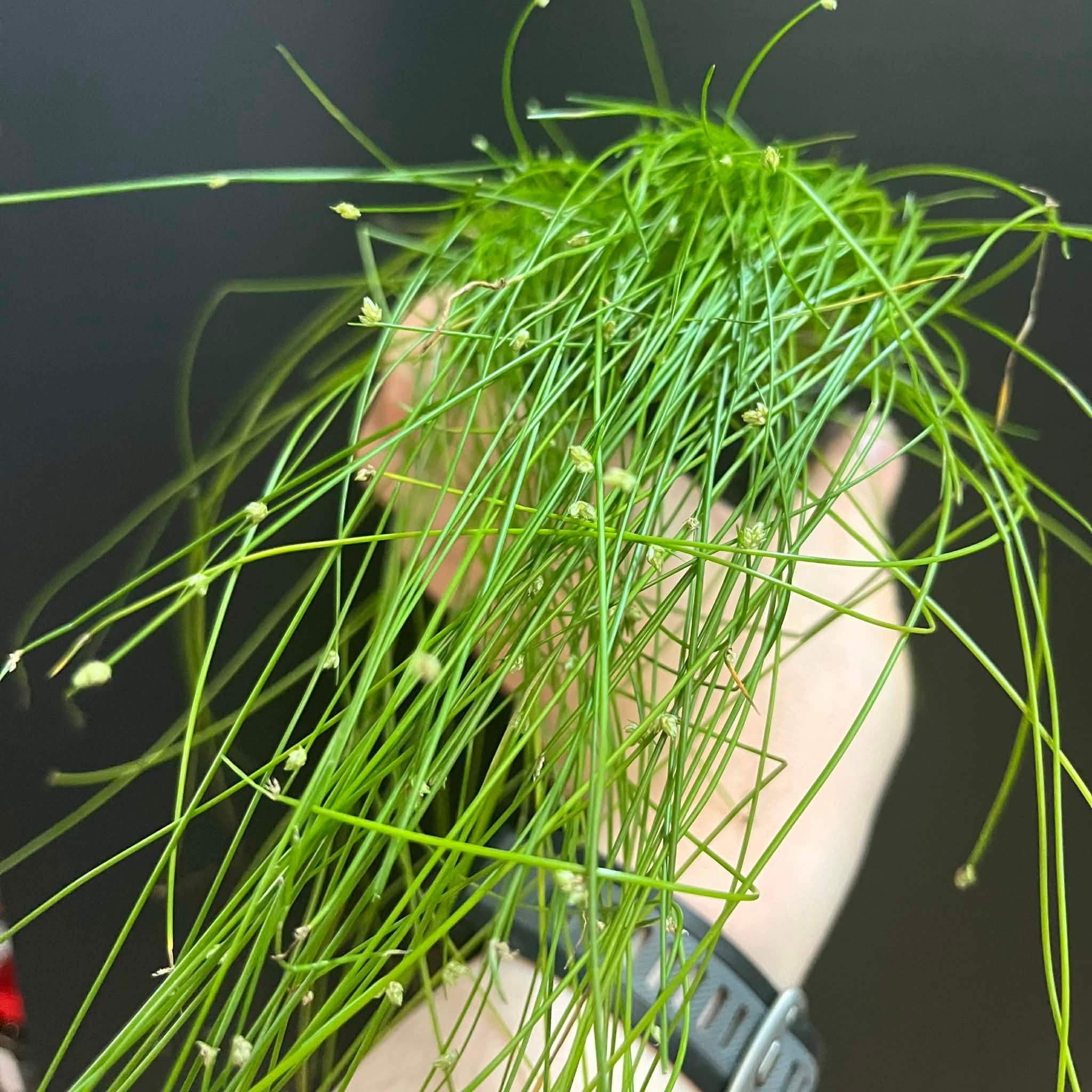 Magazoo Plante Isolepis Cernua 'Fiber Optic Grass' 10cm