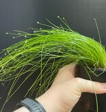 Magazoo Plante Isolepis Cernua 'Fiber Optic Grass' 10cm