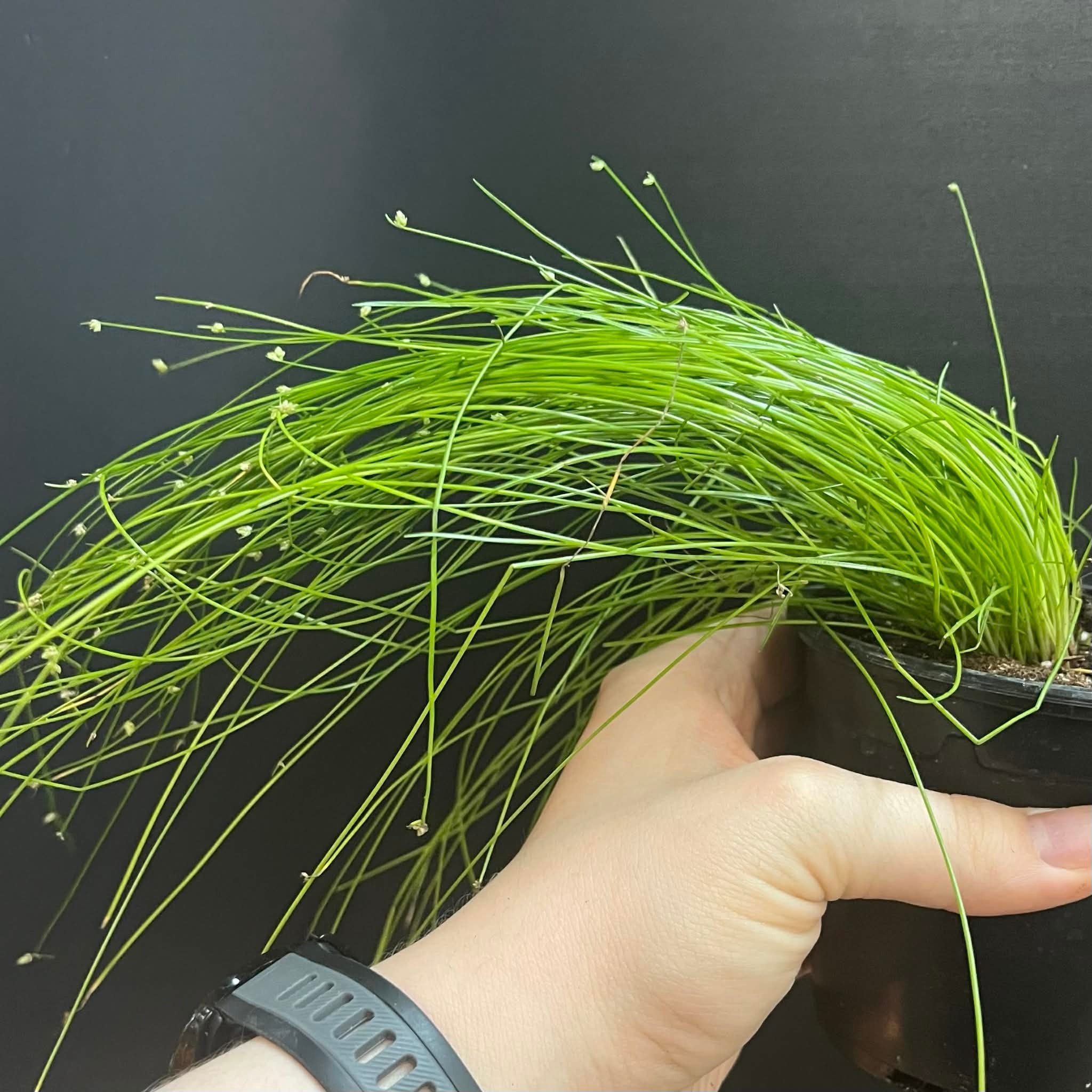 Magazoo Plante Isolepis Cernua 'Fiber Optic Grass' 10cm