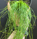 Magazoo Plante Isolepis Cernua 'Fiber Optic Grass' 10cm