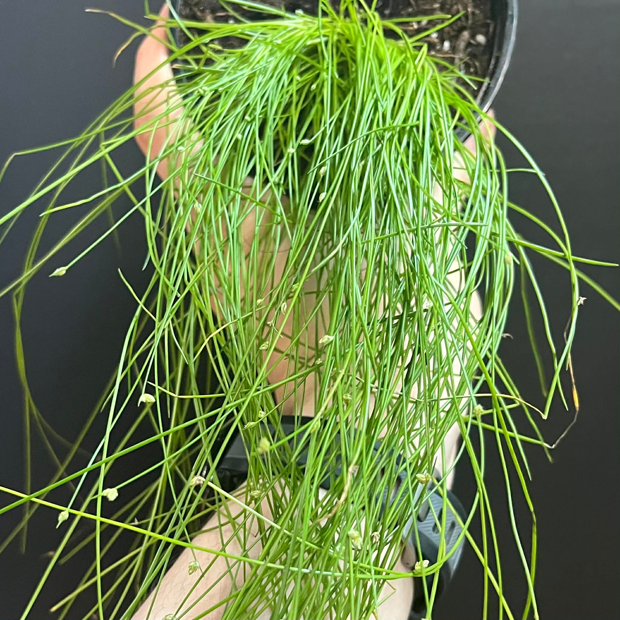 Magazoo Isolepis Cernua 'Fiber Optic Grass' Plant 10cm