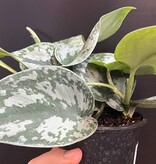 Magazoo Scindapsus Pictus 'Silvery Ann Plant- 10 cm