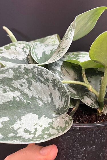Magazoo Plante Scindapsus Pictus 'Silvery Ann  - 10 cm