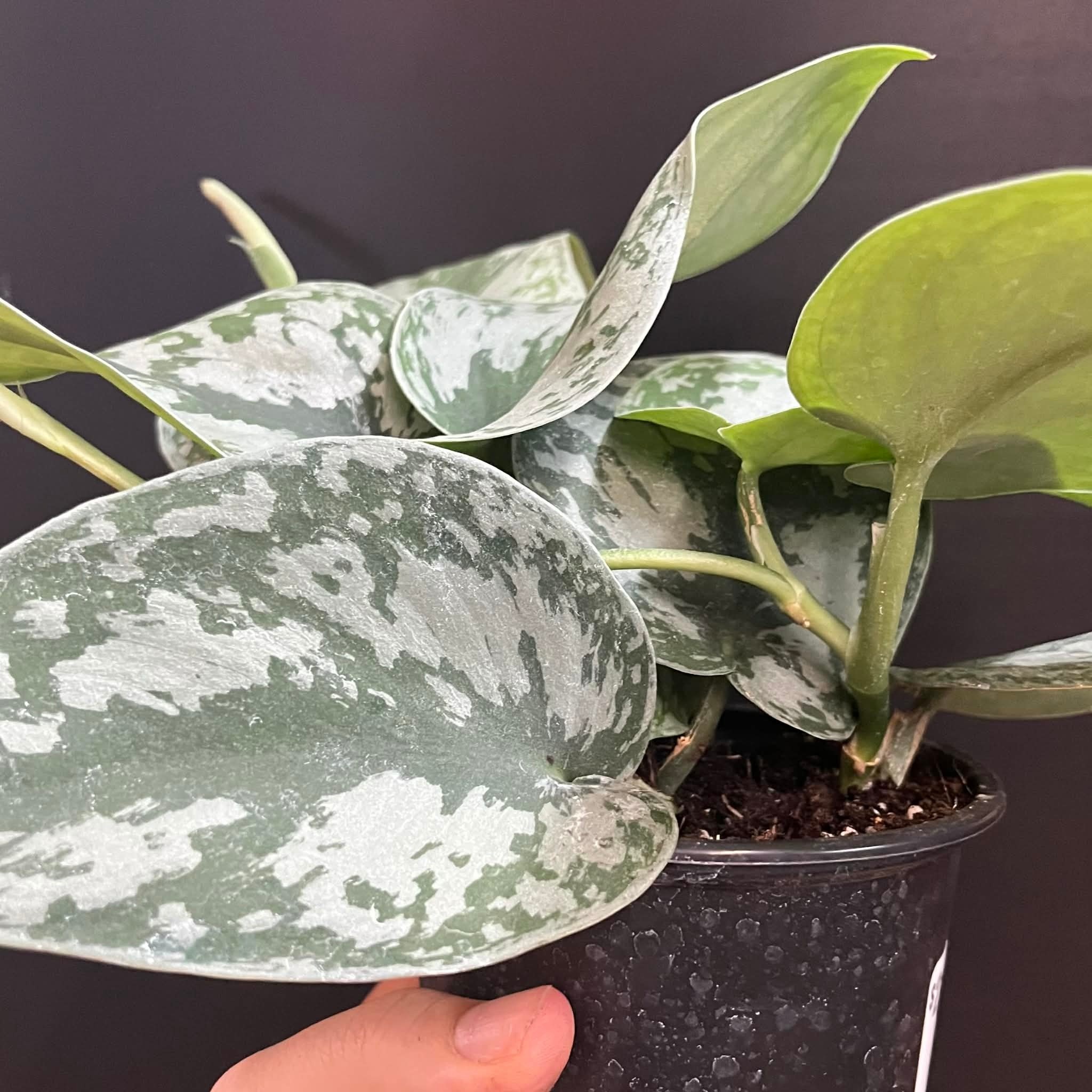 Magazoo Scindapsus Pictus 'Silvery Ann Plant- 10 cm
