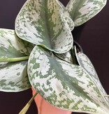Magazoo Scindapsus Pictus 'Silvery Ann Plant- 10 cm