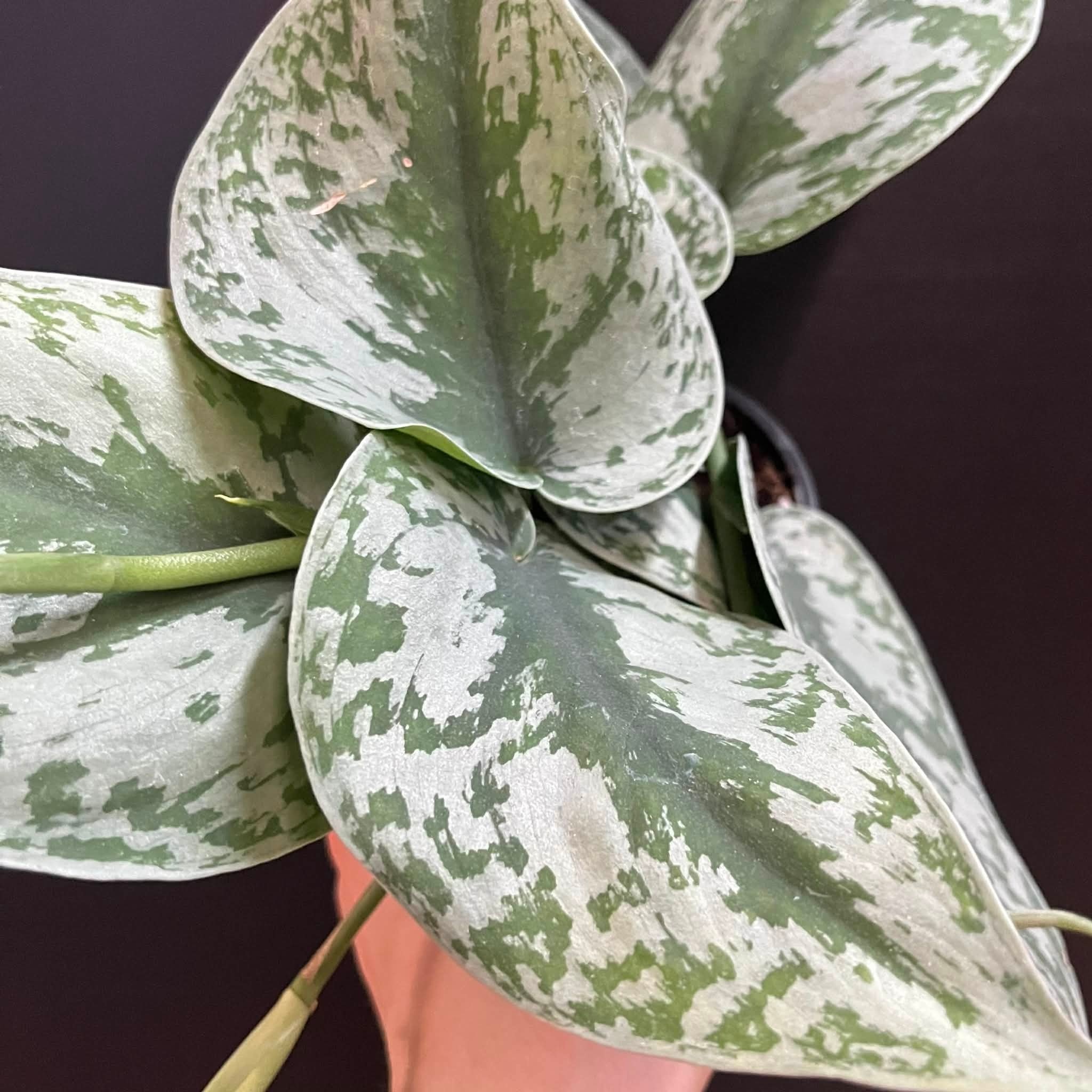 Magazoo Scindapsus Pictus 'Silvery Ann Plant- 10 cm