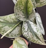 Magazoo Plante Scindapsus Pictus 'Silvery Ann  - 10 cm