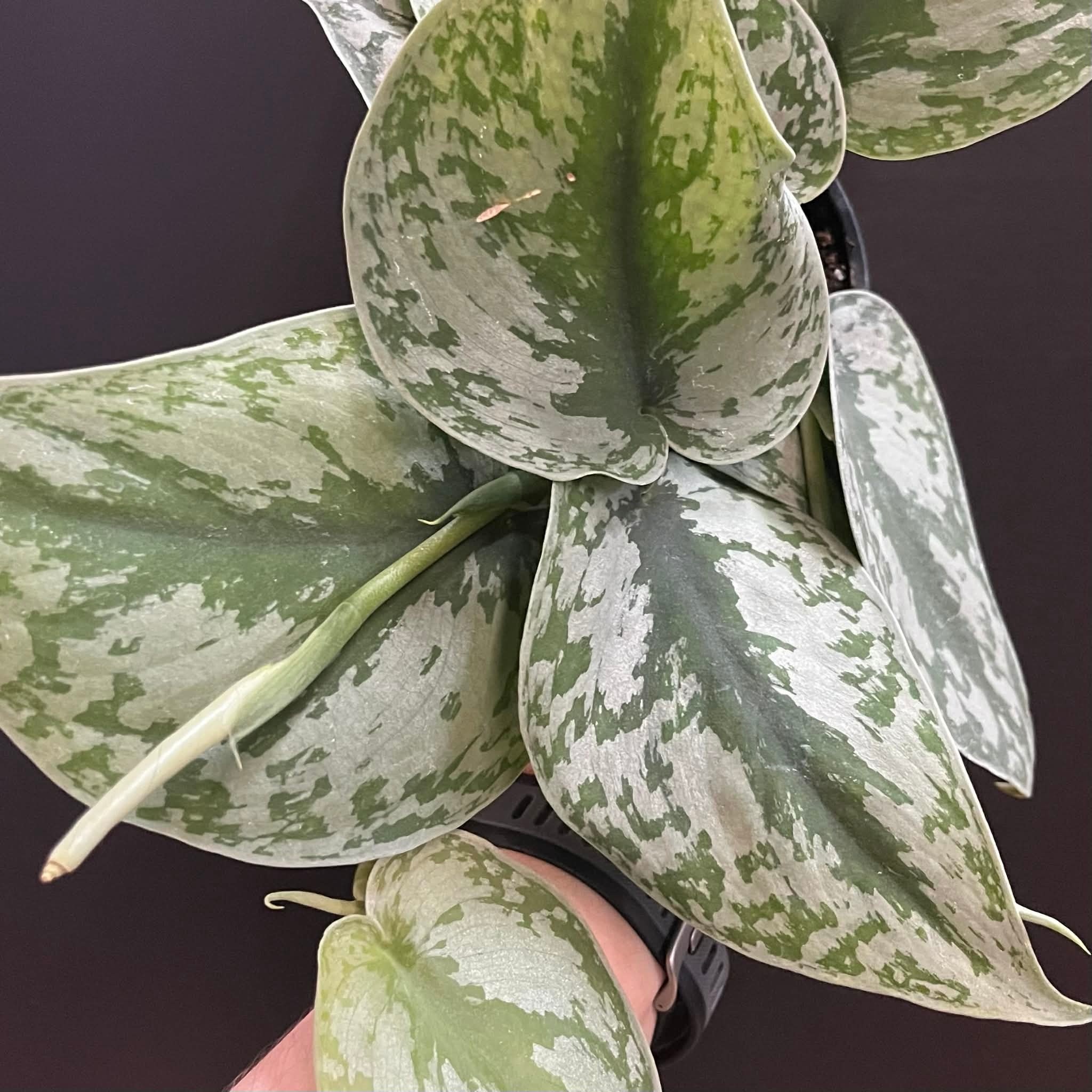 Magazoo Plante Scindapsus Pictus 'Silvery Ann  - 10 cm