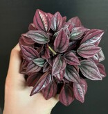 Magazoo Plante Peperomia Caperata 'Cayenne' 10 cm