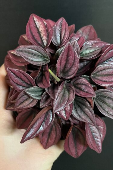Magazoo Peperomia Caperata 'Cayenne' Plant 10 cm