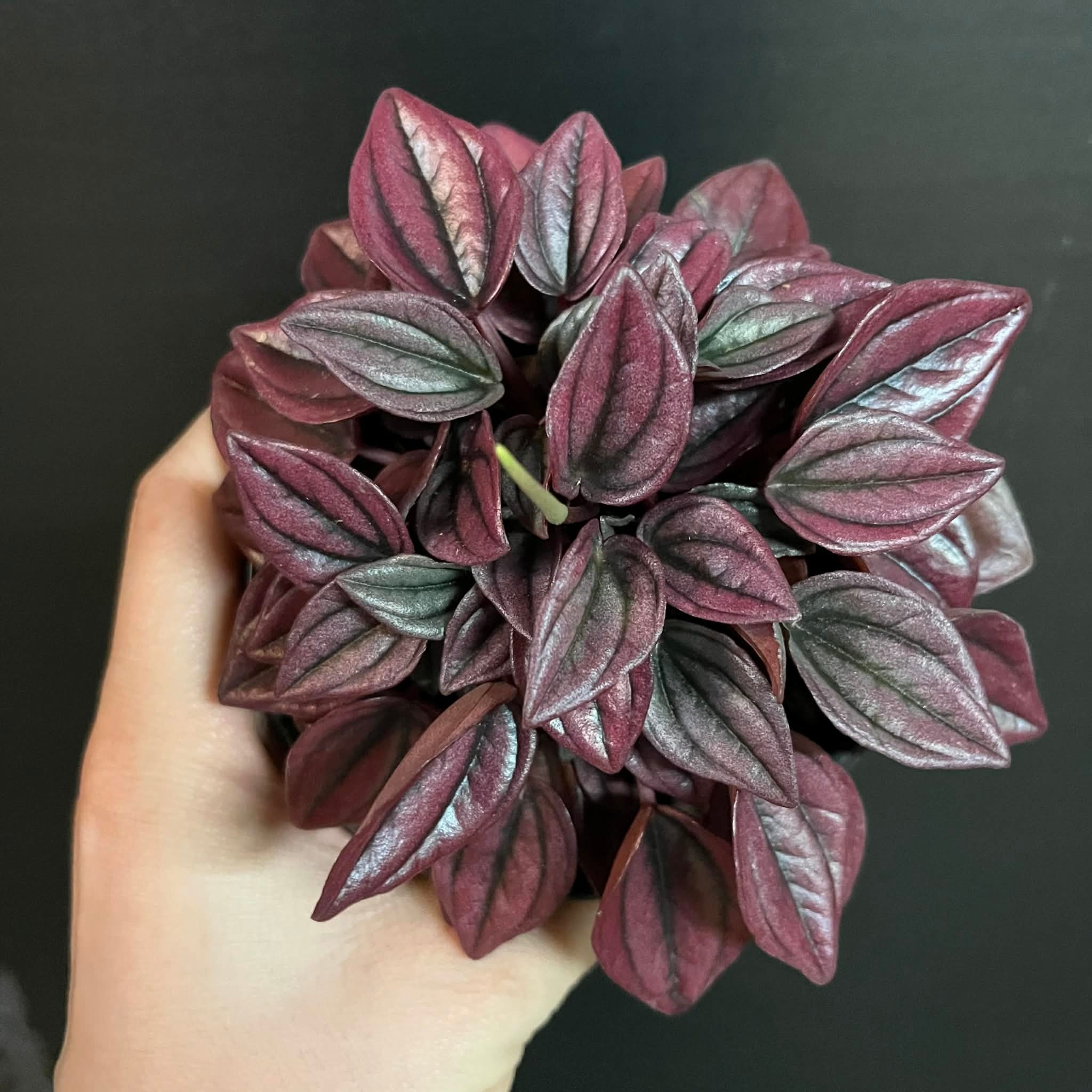 Magazoo Plante Peperomia Caperata 'Cayenne' 10 cm