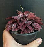 Magazoo Peperomia Caperata 'Cayenne' Plant 10 cm