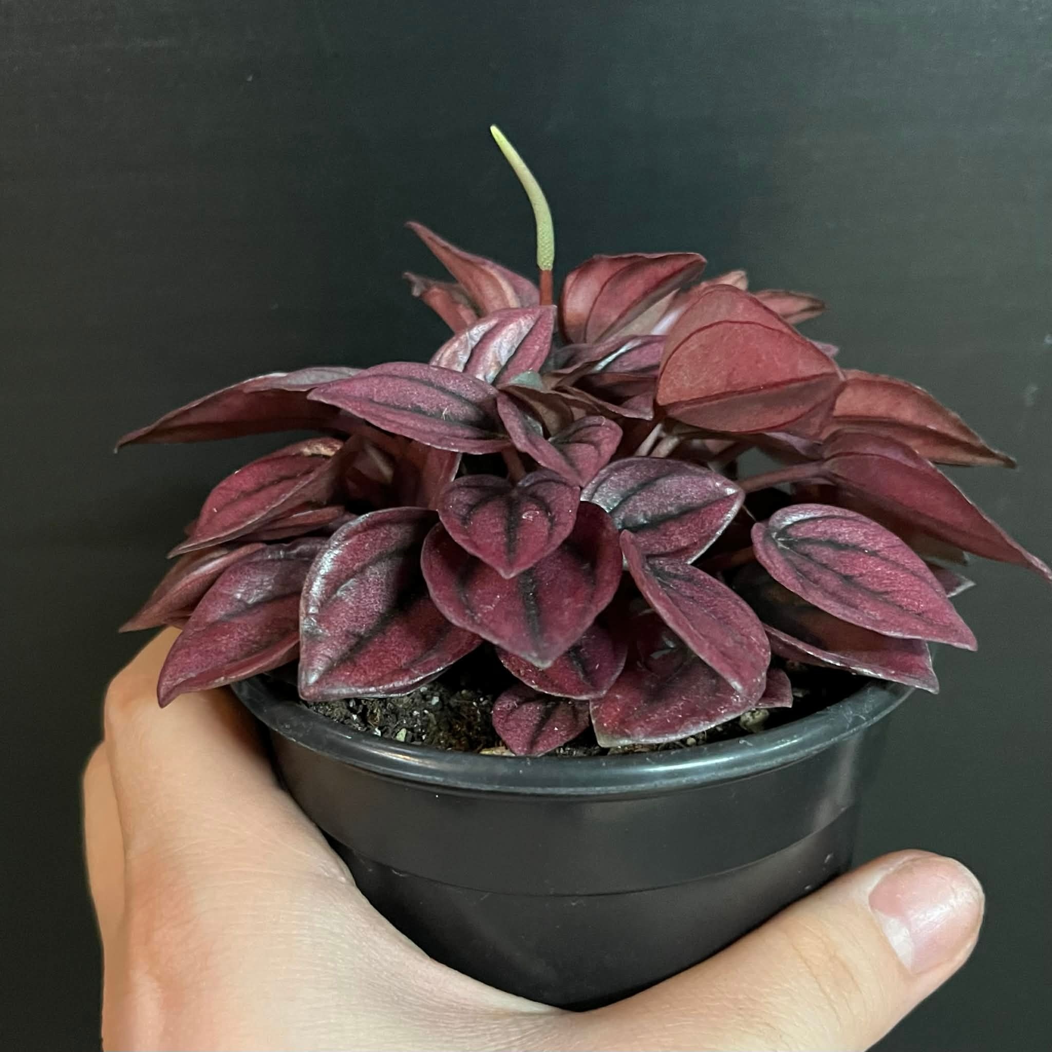 Magazoo Peperomia Caperata 'Cayenne' Plant 10 cm
