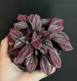 Magazoo Plante Peperomia Caperata 'Cayenne' 10 cm