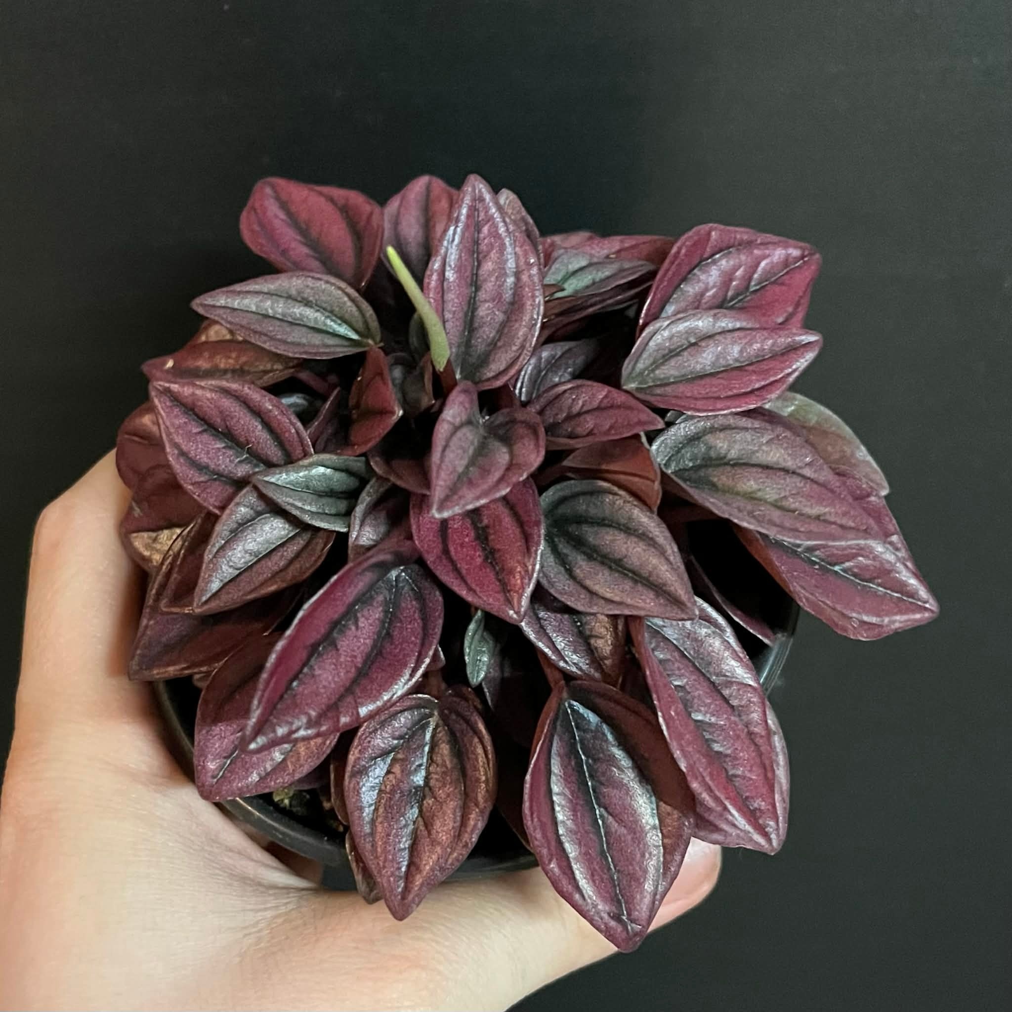 Magazoo Peperomia Caperata 'Cayenne' Plant 10 cm