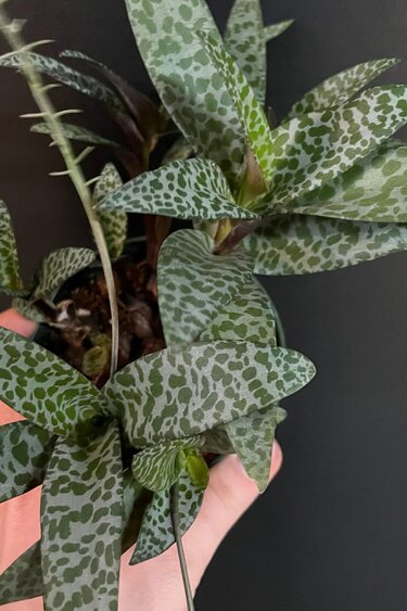 Magazoo Plante Ledebouria Socialis | Leopard Lily 6cm