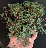 La Swamp Pilea Glauca ‘’Aquamarine" Plant 10cm