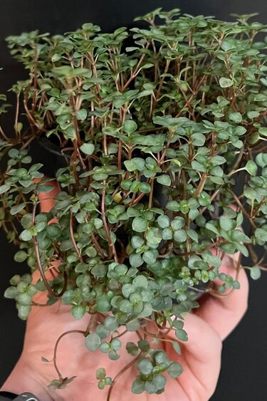 La Swamp Plante Pilea Glauca ‘’Aquamarine" 10cm