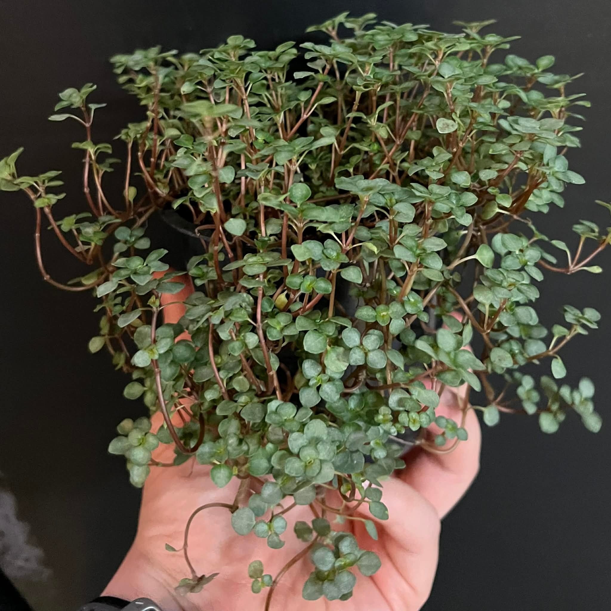La Swamp Plante Pilea Glauca ‘’Aquamarine" 10cm