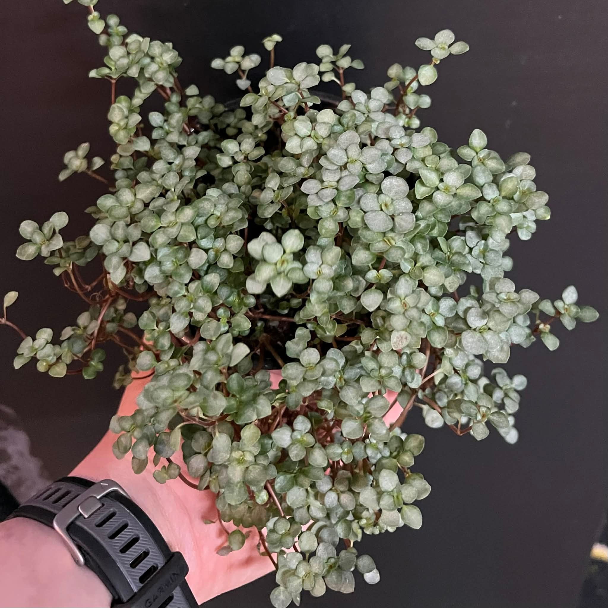 La Swamp Plante Pilea Glauca ‘’Aquamarine" 10cm