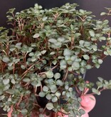 La Swamp Pilea Glauca ‘’Aquamarine" Plant 10cm