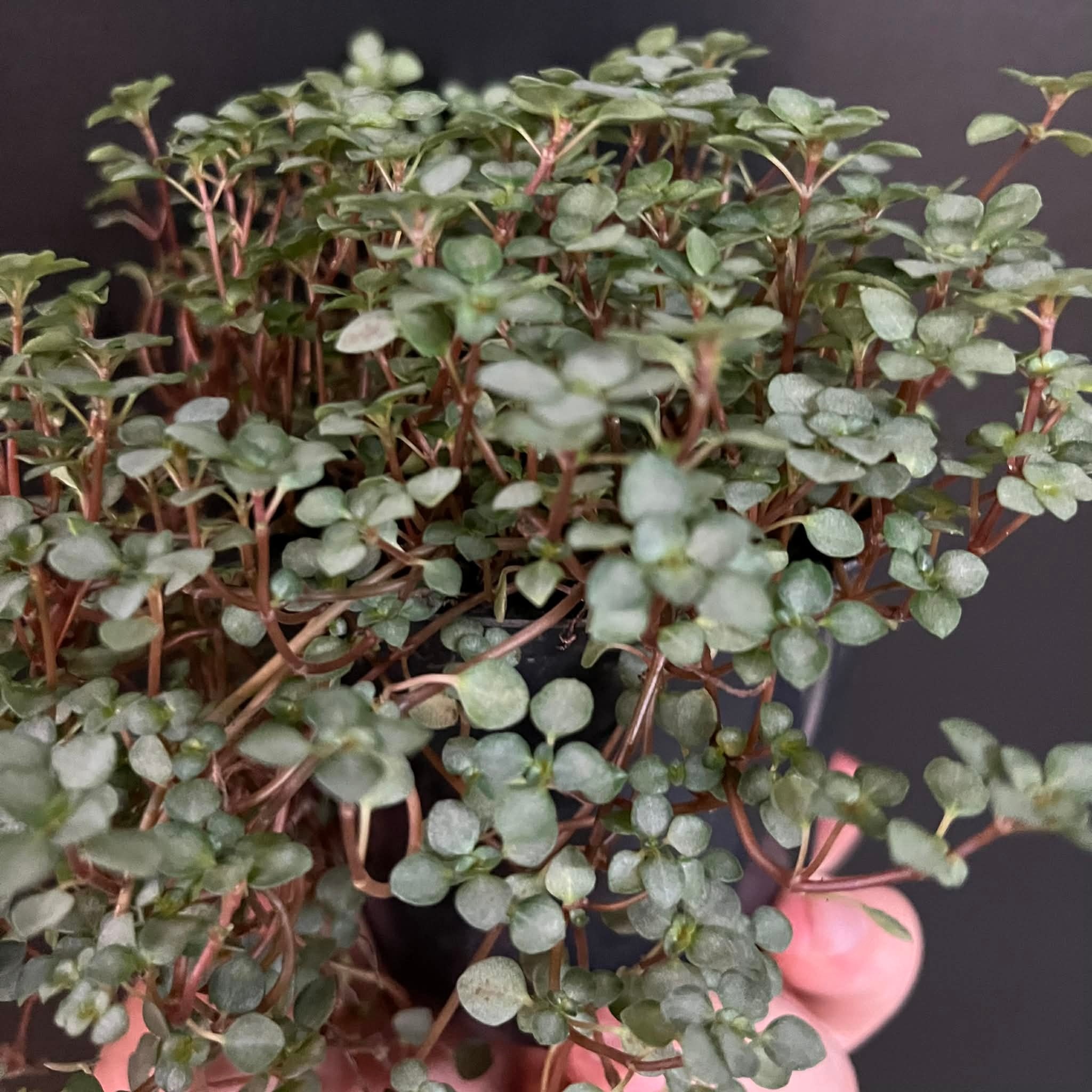 La Swamp Pilea Glauca ‘’Aquamarine" Plant 10cm