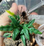 Magazoo Baby Mexican red knee tarantula (1'') Sold with enclosure/ Brachypelma hamorii