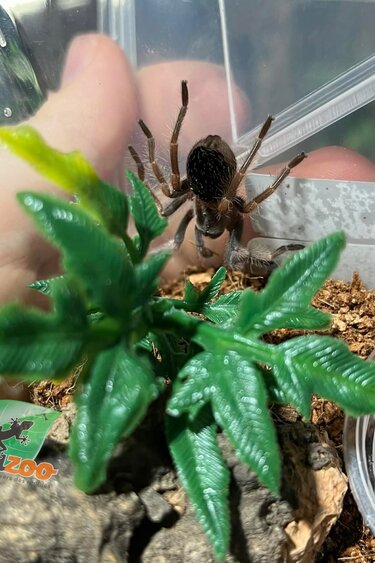 Magazoo Baby Mexican red knee tarantula (1'') Sold with enclosure/ Brachypelma hamorii