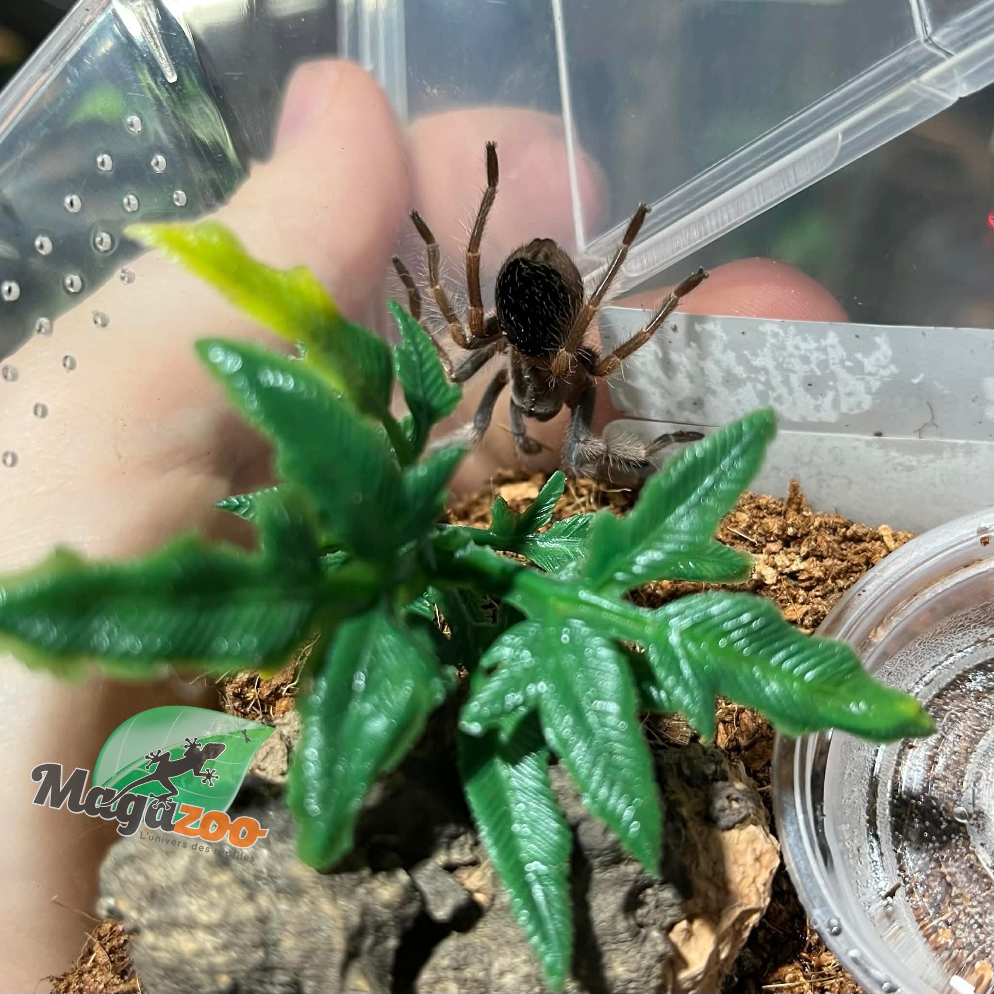 Magazoo Mygale mexicaine à genoux rouges Bébé (1'') Vendu avec enclos/ Brachypelma hamorii