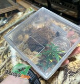 Magazoo Baby Mexican red knee tarantula (1'') Sold with enclosure/ Brachypelma hamorii
