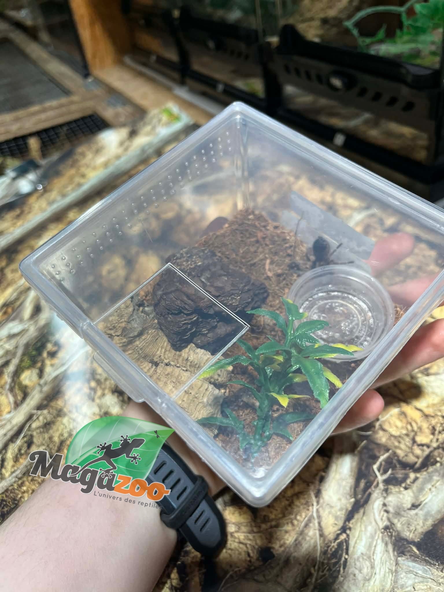 Magazoo Baby Mexican red knee tarantula (1'') Sold with enclosure/ Brachypelma hamorii