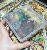 Magazoo Baby Mexican red knee tarantula (1'') Sold with enclosure/ Brachypelma hamorii
