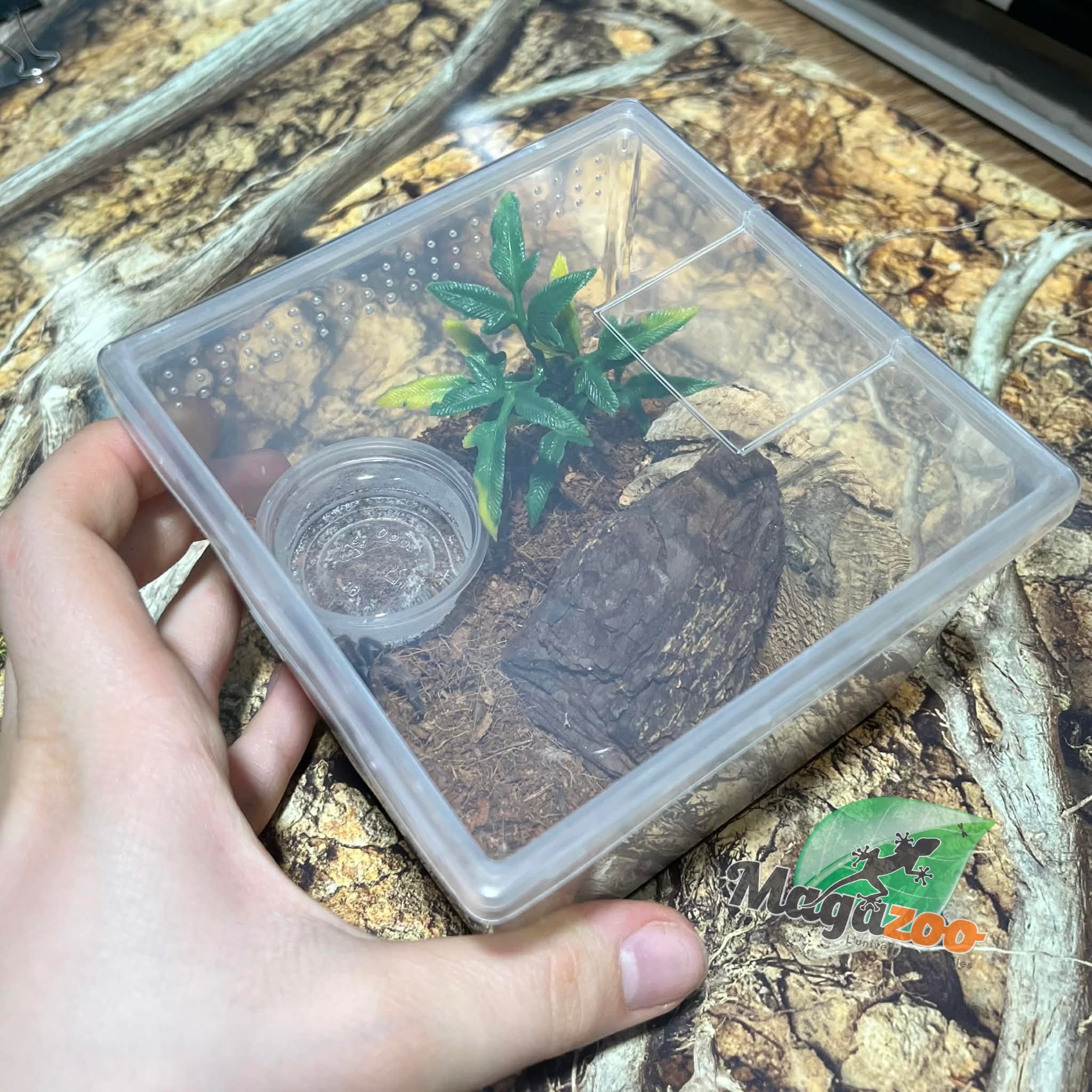 Magazoo Baby Mexican red knee tarantula (1'') Sold with enclosure/ Brachypelma hamorii