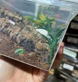 Magazoo Fort Hall tarantula (1'')(sold with enclosure)/Pterinochilus lugardi