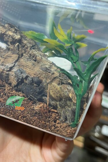 Magazoo Mygale babouin de Fort Hall (1'')(avec enclos)/Pterinochilus lugardi