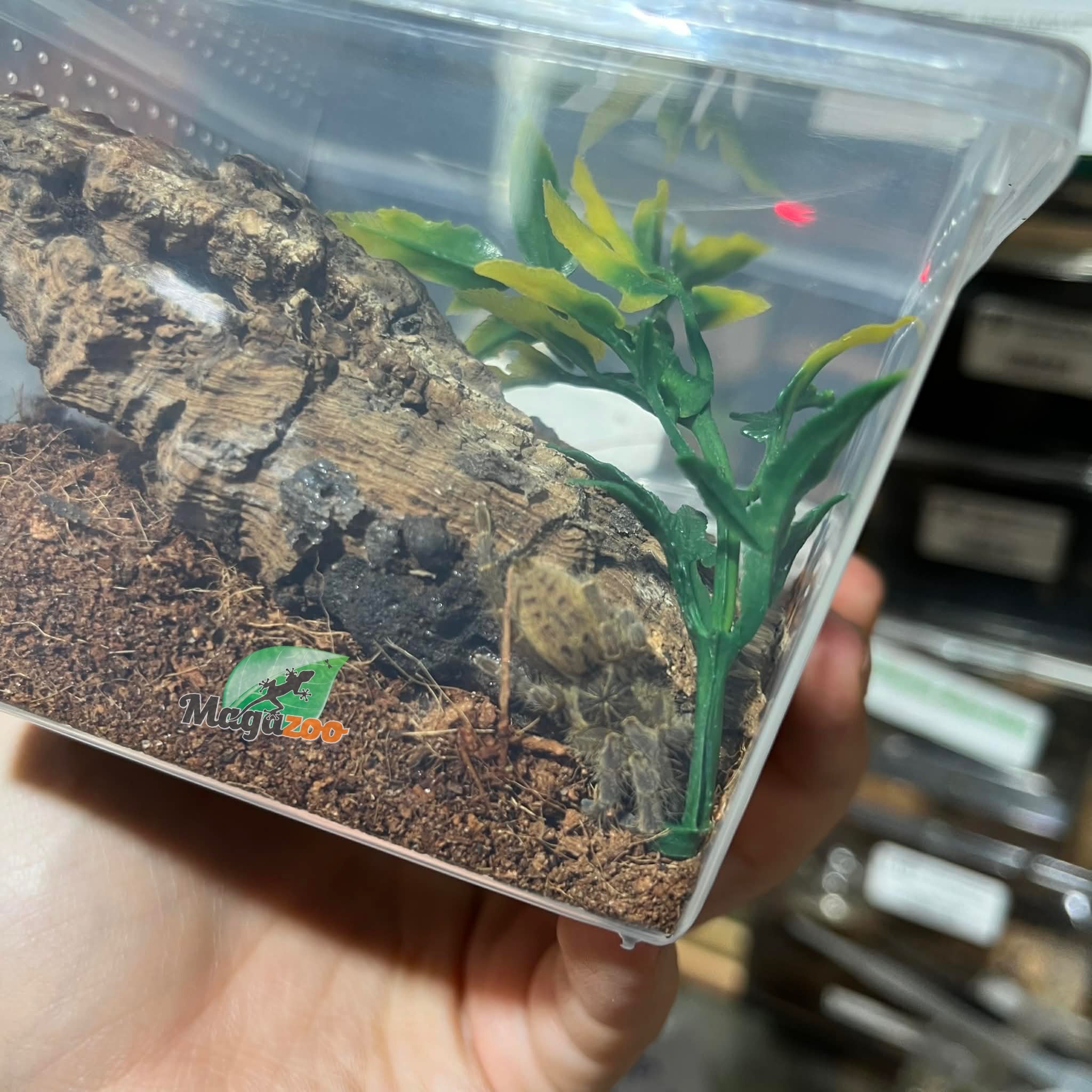 Magazoo Fort Hall tarantula (1'')(sold with enclosure)/Pterinochilus lugardi