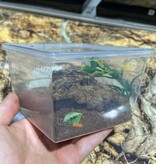 Magazoo Fort Hall tarantula (1'')(sold with enclosure)/Pterinochilus lugardi