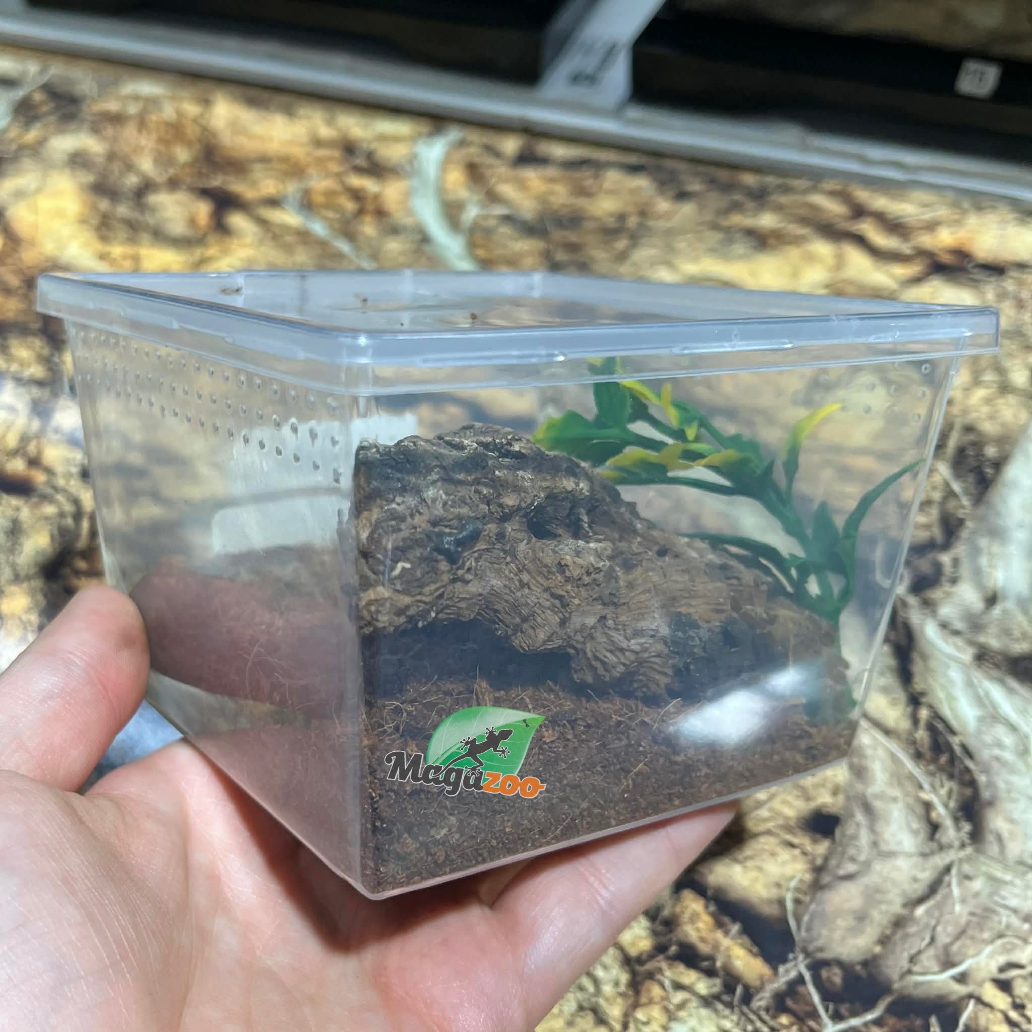 Magazoo Fort Hall tarantula (1'')(sold with enclosure)/Pterinochilus lugardi