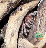 Magazoo Chilean rose tarantula NCF 1/2'' / Sold with enclosure / Grammostola rosea NCF