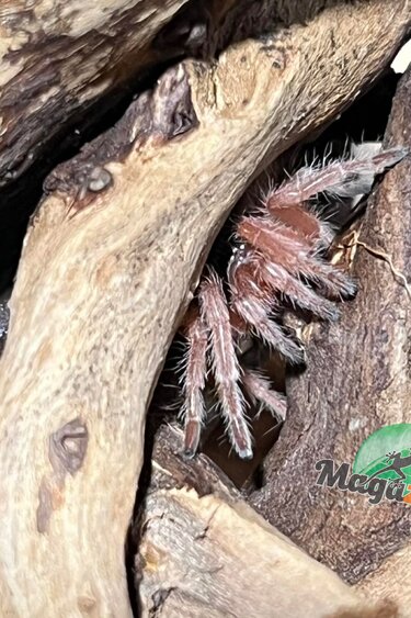 Magazoo Chilean rose tarantula NCF 1/2'' / Sold with enclosure / Grammostola rosea NCF