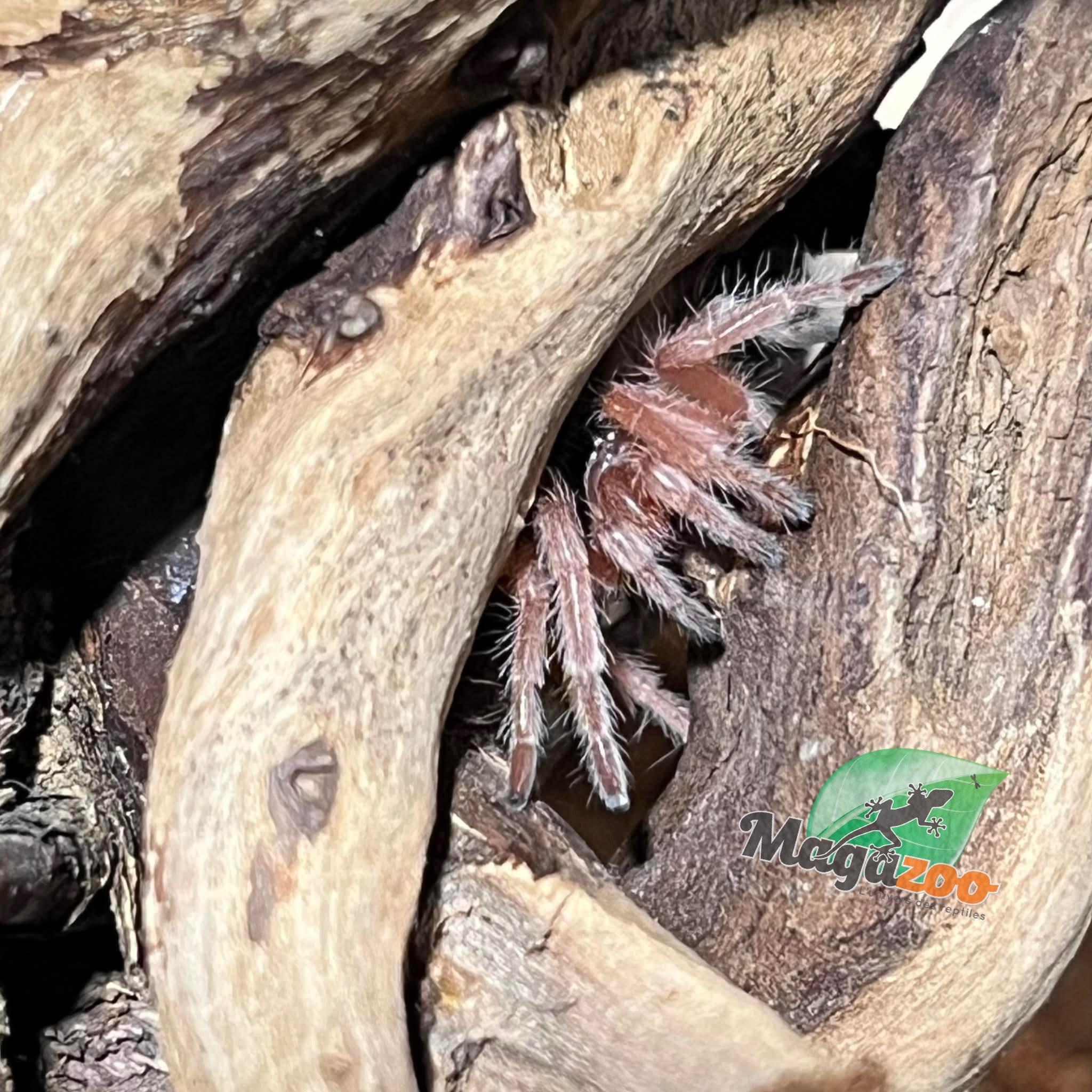 Magazoo Mygale rosée du Chili NCF 1/2'' Vendu avec enclos / Grammostola rosea NCF