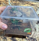Magazoo Chilean rose tarantula NCF 1/2'' / Sold with enclosure / Grammostola rosea NCF
