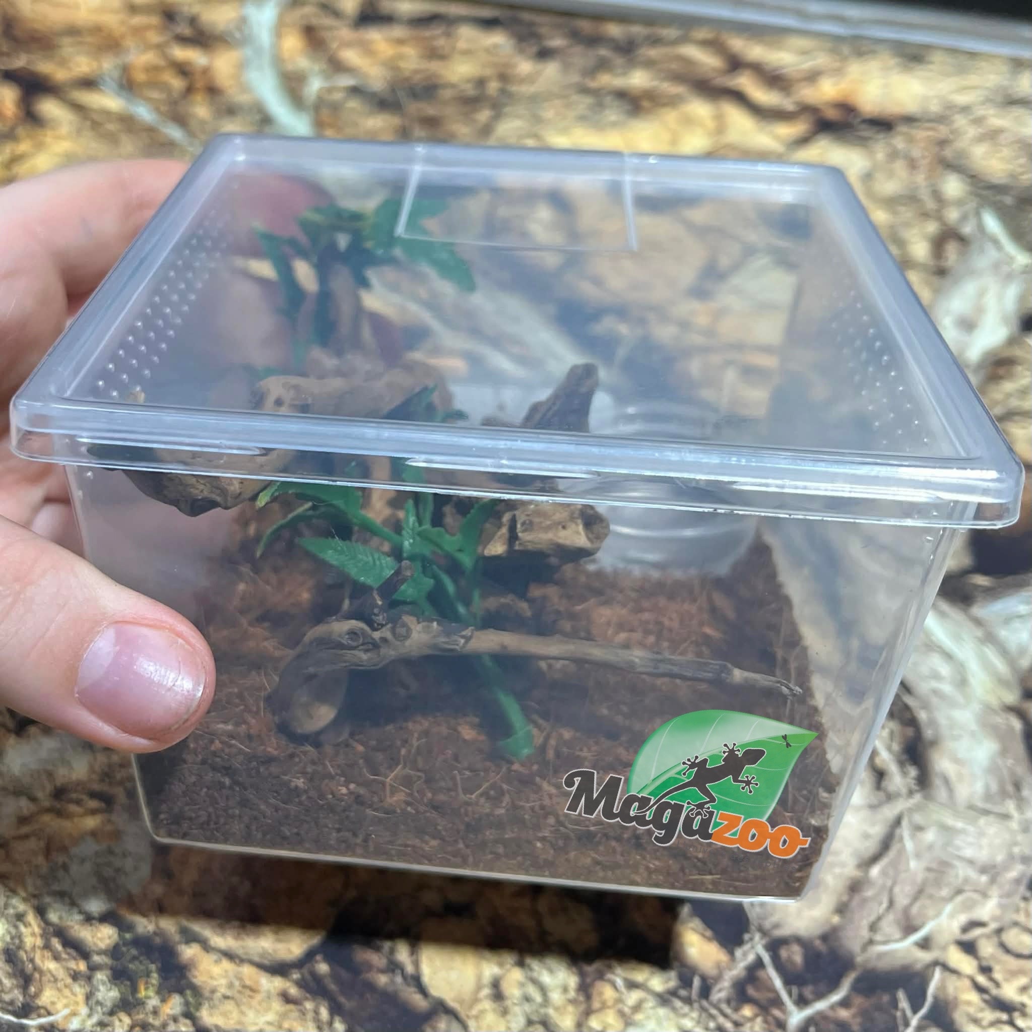 Magazoo Chilean rose tarantula NCF 1/2'' / Sold with enclosure / Grammostola rosea NCF