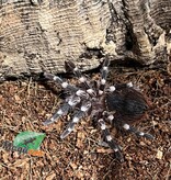 Magazoo Mygale à genoux blancs du Brésil  (1'') Vendu avec enclos- Acanthoscurria geniculata