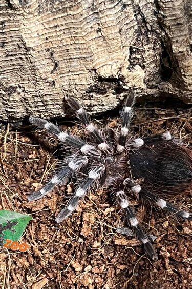Magazoo Mygale à genoux blancs du Brésil  (1'') Vendu avec enclos- Acanthoscurria geniculata