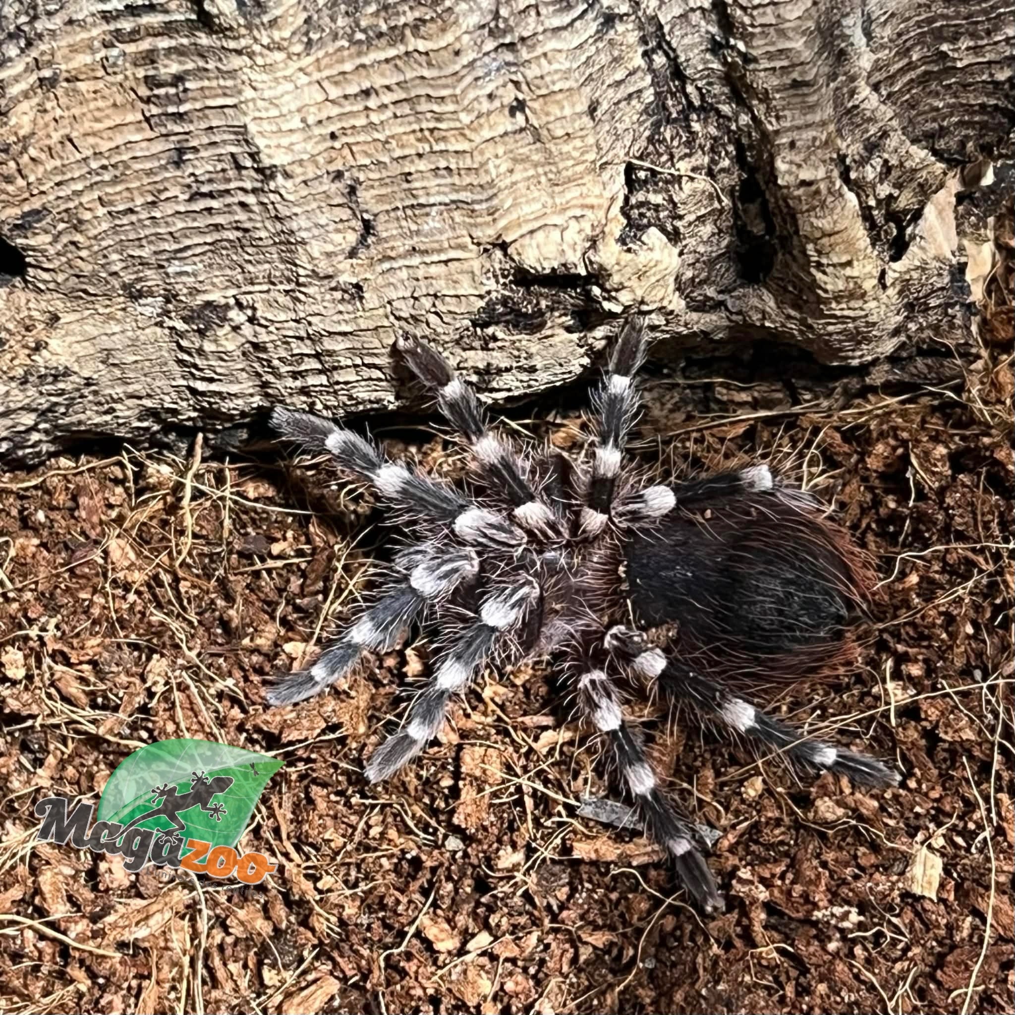 Magazoo White knee tarantula  (1'') Sold with enclosure- Acanthoscurria geniculata